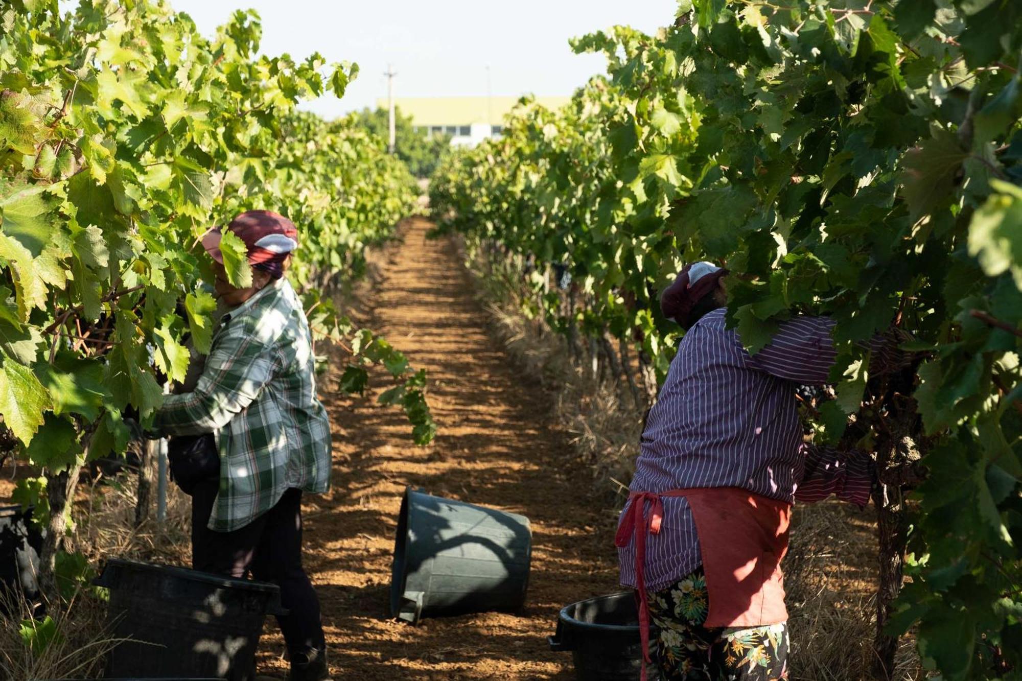 Tenuta Doxi Gallipoli Bagian luar foto