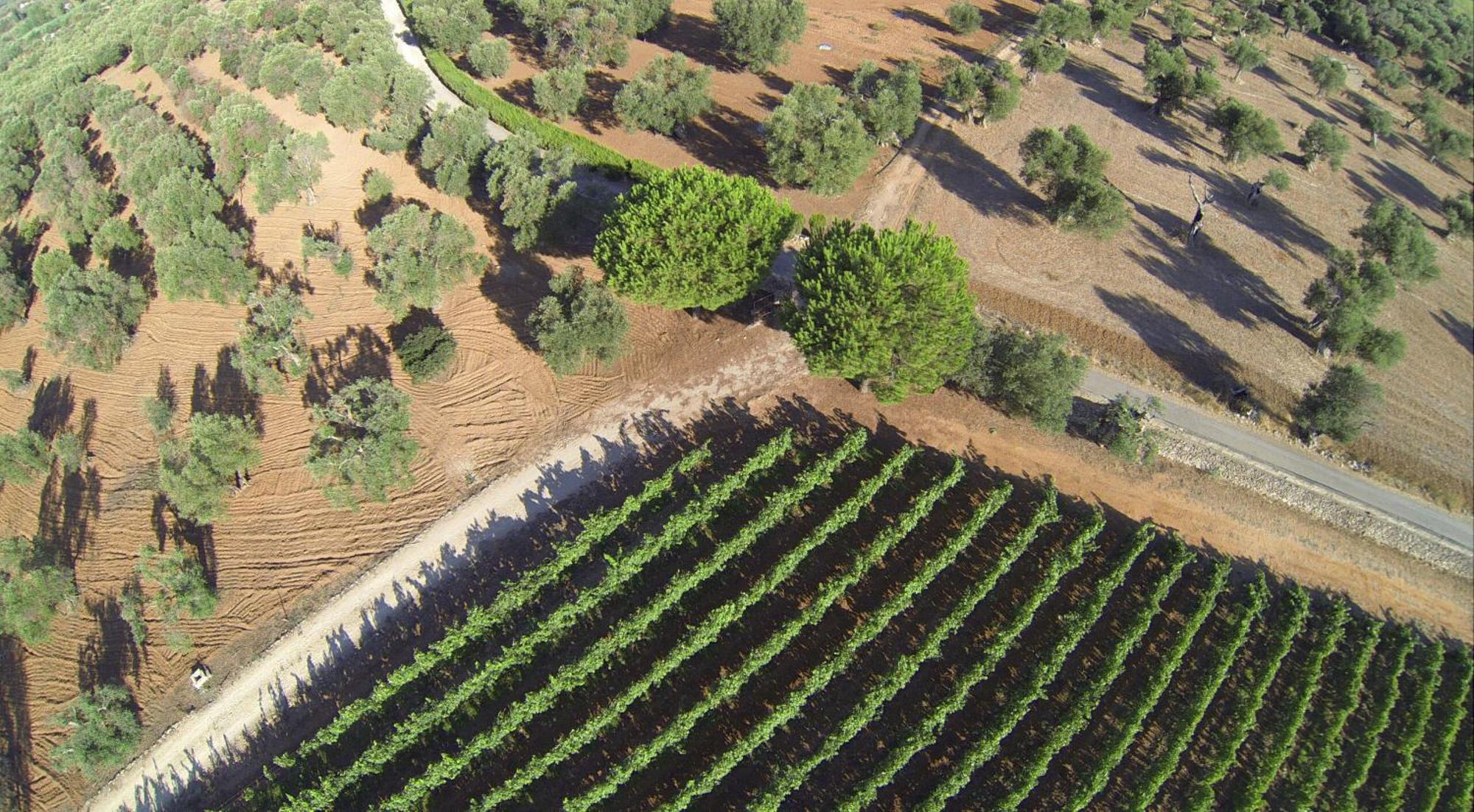 Tenuta Doxi Gallipoli Bagian luar foto
