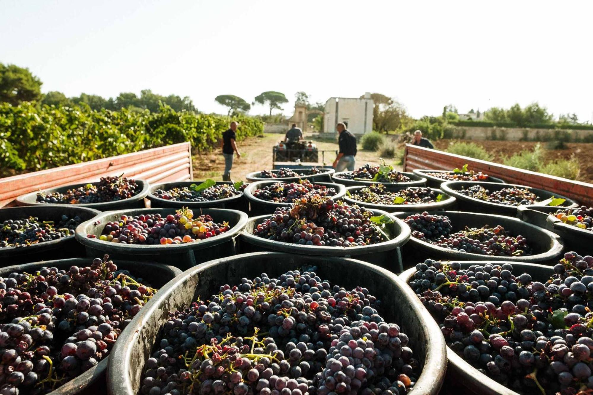 Tenuta Doxi Gallipoli Bagian luar foto