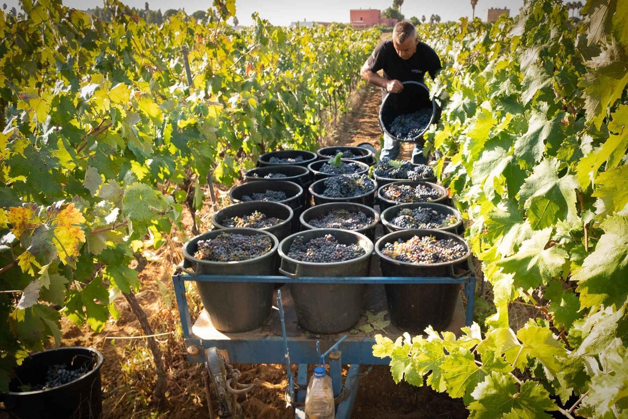 Tenuta Doxi Gallipoli Bagian luar foto