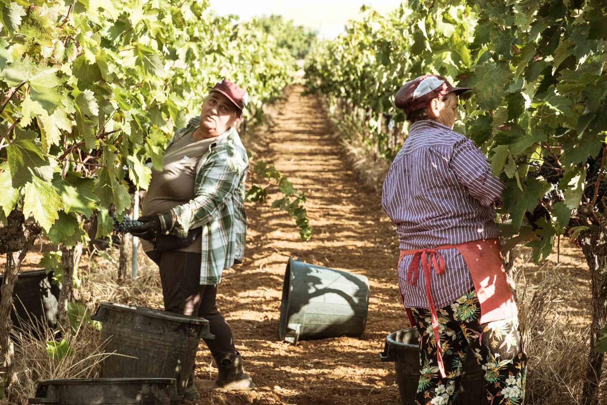 Tenuta Doxi Gallipoli Bagian luar foto